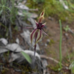 Caladenia actensis (Canberra Spider Orchid) at Ainslie, ACT - 18 Sep 2016 by SilkeSma