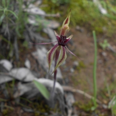 Caladenia actensis (Canberra Spider Orchid) by SilkeSma