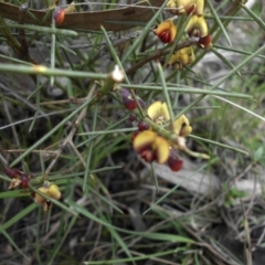 Daviesia genistifolia (Broom Bitter Pea) at Mount Ainslie - 18 Sep 2016 by SilkeSma