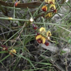 Daviesia genistifolia (Broom Bitter Pea) at Ainslie, ACT - 18 Sep 2016 by SilkeSma