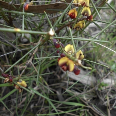 Daviesia genistifolia (Broom Bitter Pea) at Ainslie, ACT - 18 Sep 2016 by SilkeSma