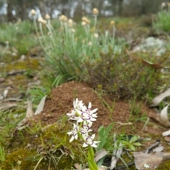 Wurmbea dioica subsp. dioica (Early Nancy) at Percival Hill - 17 Sep 2016 by Ant736