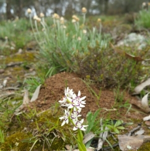 Wurmbea dioica subsp. dioica at Nicholls, ACT - 18 Sep 2016