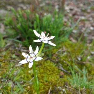 Wurmbea dioica subsp. dioica at Nicholls, ACT - 18 Sep 2016