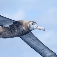 Diomedea exulans (Wandering Albatross) at Undefined - 6 Sep 2014 by Leo