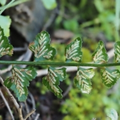 Asplenium flabellifolium at Kowen, ACT - 17 Sep 2016 12:39 PM