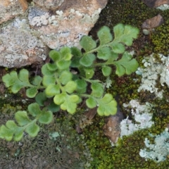 Pleurosorus rutifolius (Blanket Fern) at Kowen, ACT - 16 Sep 2016 by KenT