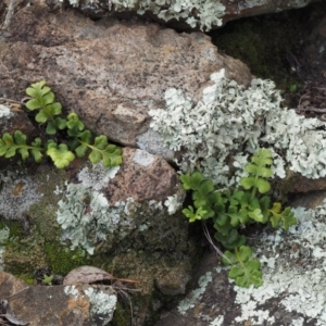 Pleurosorus rutifolius at Kowen, ACT - 17 Sep 2016