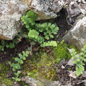 Pleurosorus rutifolius at Kowen, ACT - 17 Sep 2016