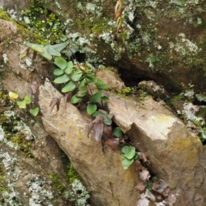 Pellaea calidirupium at Kowen, ACT - 17 Sep 2016