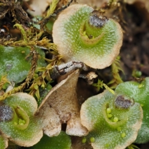 Lunularia cruciata at Kowen, ACT - 17 Sep 2016 12:35 PM