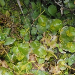 Lunularia cruciata at Kowen, ACT - 17 Sep 2016 12:35 PM