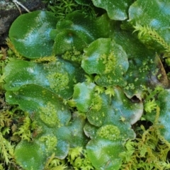 Lunularia cruciata at Kowen, ACT - 17 Sep 2016 12:35 PM