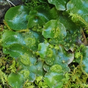 Lunularia cruciata at Kowen, ACT - 17 Sep 2016 12:35 PM