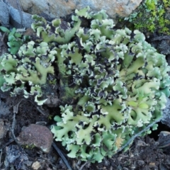 Heterodea sp. (A lichen) at Kowen, ACT - 17 Sep 2016 by KenT