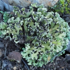 Heterodea sp. (A lichen) at Molonglo Gorge - 17 Sep 2016 by KenT