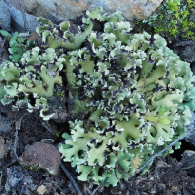 Heterodea sp. (A lichen) at Molonglo Gorge - 17 Sep 2016 by KenT