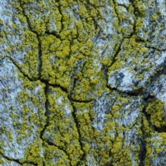 Chrysothrix xanthina (A lichen) at Kowen, ACT - 17 Sep 2016 by KenT