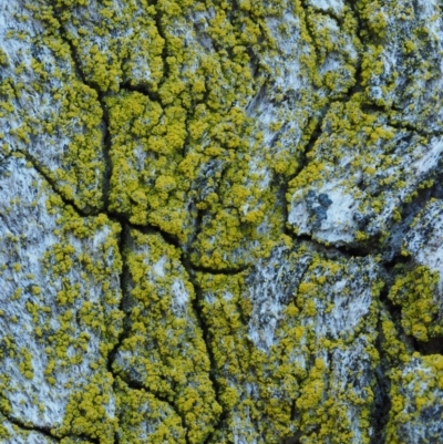 Chrysothrix xanthina (A lichen) at Molonglo Gorge - 17 Sep 2016 by KenT