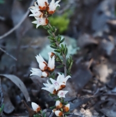 Cryptandra speciosa subsp. speciosa (Silky Cryptandra) at Kowen, ACT - 16 Sep 2016 by KenT