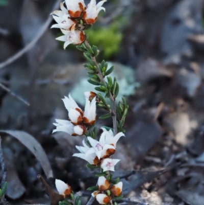 Cryptandra speciosa subsp. speciosa (Silky Cryptandra) at Molonglo Gorge - 17 Sep 2016 by KenT