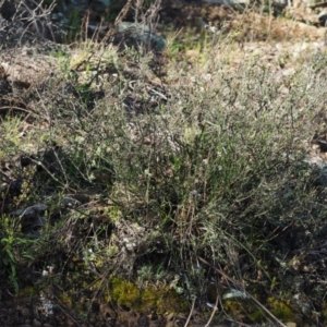 Cryptandra speciosa subsp. speciosa at Kowen, ACT - 17 Sep 2016 08:36 AM