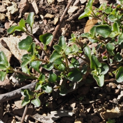 Einadia hastata (Berry Saltbush) at Molonglo Gorge - 17 Sep 2016 by KenT