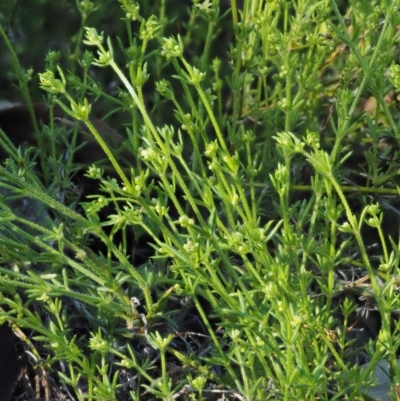 Galium gaudichaudii subsp. gaudichaudii (Rough Bedstraw) at Molonglo Gorge - 17 Sep 2016 by KenT