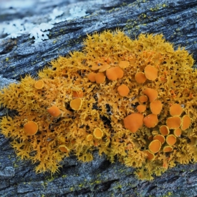 Teloschistes sp. (genus) (A lichen) at Molonglo Gorge - 17 Sep 2016 by KenT