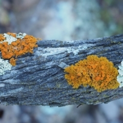 Teloschistes sp. (genus) at Kowen, ACT - 17 Sep 2016