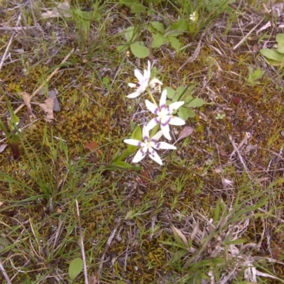 Wurmbea dioica subsp. dioica (Early Nancy) at Mount Mugga Mugga - 17 Sep 2016 by Mike