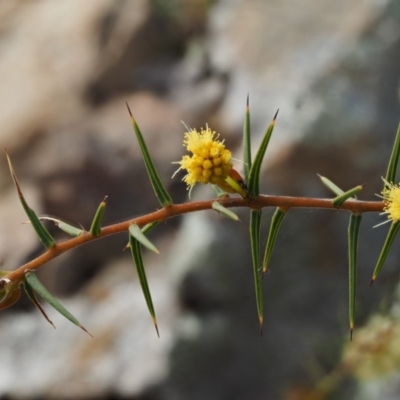 Acacia ulicifolia (Prickly Moses) at Kowen, ACT - 17 Sep 2016 by KenT