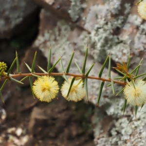 Acacia ulicifolia at Kowen, ACT - 17 Sep 2016