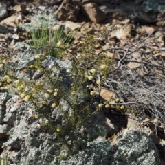 Acacia ulicifolia at Kowen, ACT - 17 Sep 2016