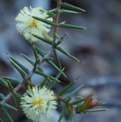 Acacia ulicifolia at Kowen, ACT - 17 Sep 2016