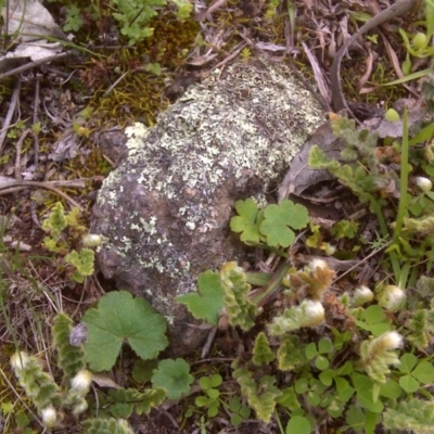 Cheilanthes distans (Bristly Cloak Fern) at Symonston, ACT - 17 Sep 2016 by Mike