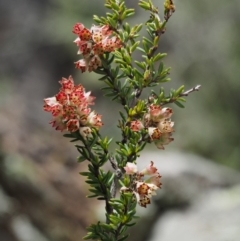 Cryptandra sp. Floriferous (W.R.Barker 4131) W.R.Barker at Molonglo Gorge - 17 Sep 2016 by KenT