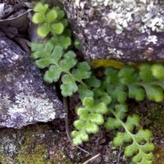 Asplenium subglandulosum (Blanket Fern) at Mount Mugga Mugga - 17 Sep 2016 by Mike