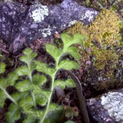 Asplenium subglandulosum at Symonston, ACT - 17 Sep 2016 02:33 PM