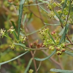 Dodonaea viscosa subsp. angustissima (Hop Bush) at Kowen, ACT - 17 Sep 2016 by KenT