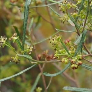 Dodonaea viscosa subsp. angustissima at Kowen, ACT - 17 Sep 2016 01:26 PM