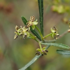 Dodonaea viscosa subsp. angustissima at Kowen, ACT - 17 Sep 2016 01:26 PM