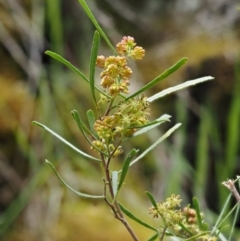 Dodonaea viscosa subsp. angustissima at Kowen, ACT - 17 Sep 2016 01:26 PM