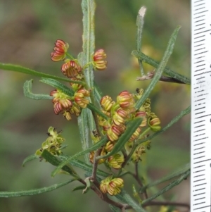 Dodonaea viscosa subsp. angustissima at Kowen, ACT - 17 Sep 2016 01:26 PM