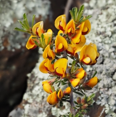 Pultenaea microphylla (Egg and Bacon Pea) at Molonglo Gorge - 17 Sep 2016 by KenT