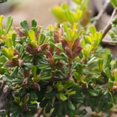 Pultenaea microphylla at Kowen, ACT - 17 Sep 2016 09:42 AM