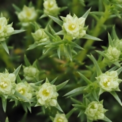 Scleranthus diander (Many-flowered Knawel) at Molonglo Gorge - 17 Sep 2016 by KenT