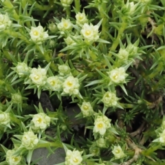 Scleranthus diander at Kowen, ACT - 17 Sep 2016