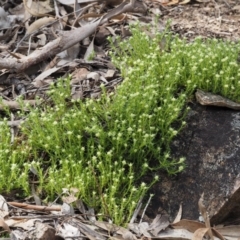 Scleranthus diander at Kowen, ACT - 17 Sep 2016 11:32 AM