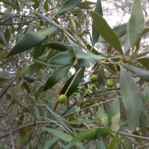 Olea europaea subsp. cuspidata at Symonston, ACT - 17 Sep 2016